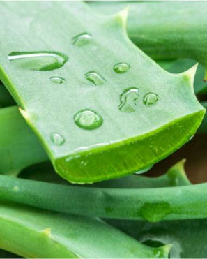 Aloe Vera | khadi