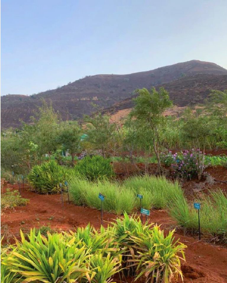 Bild vom Khadi Elixier in der indischen Landschaft Bild vom Khadi Elixier in der indischen Landschaft