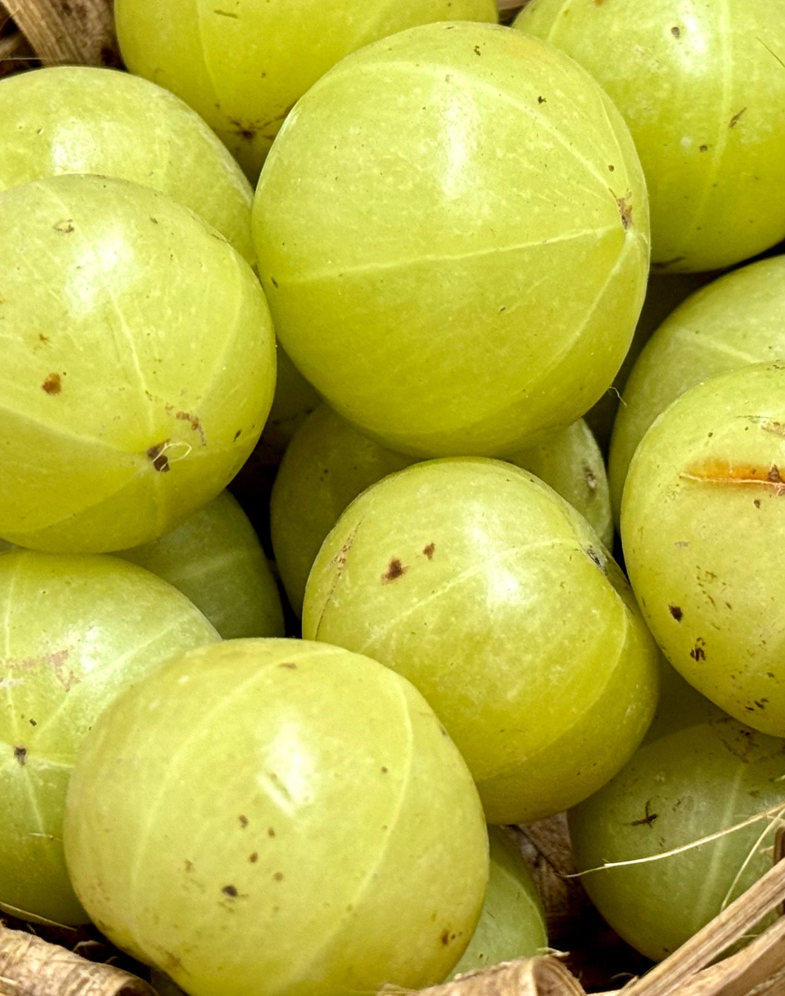 Amla – Die Superfrucht des Ayurveda