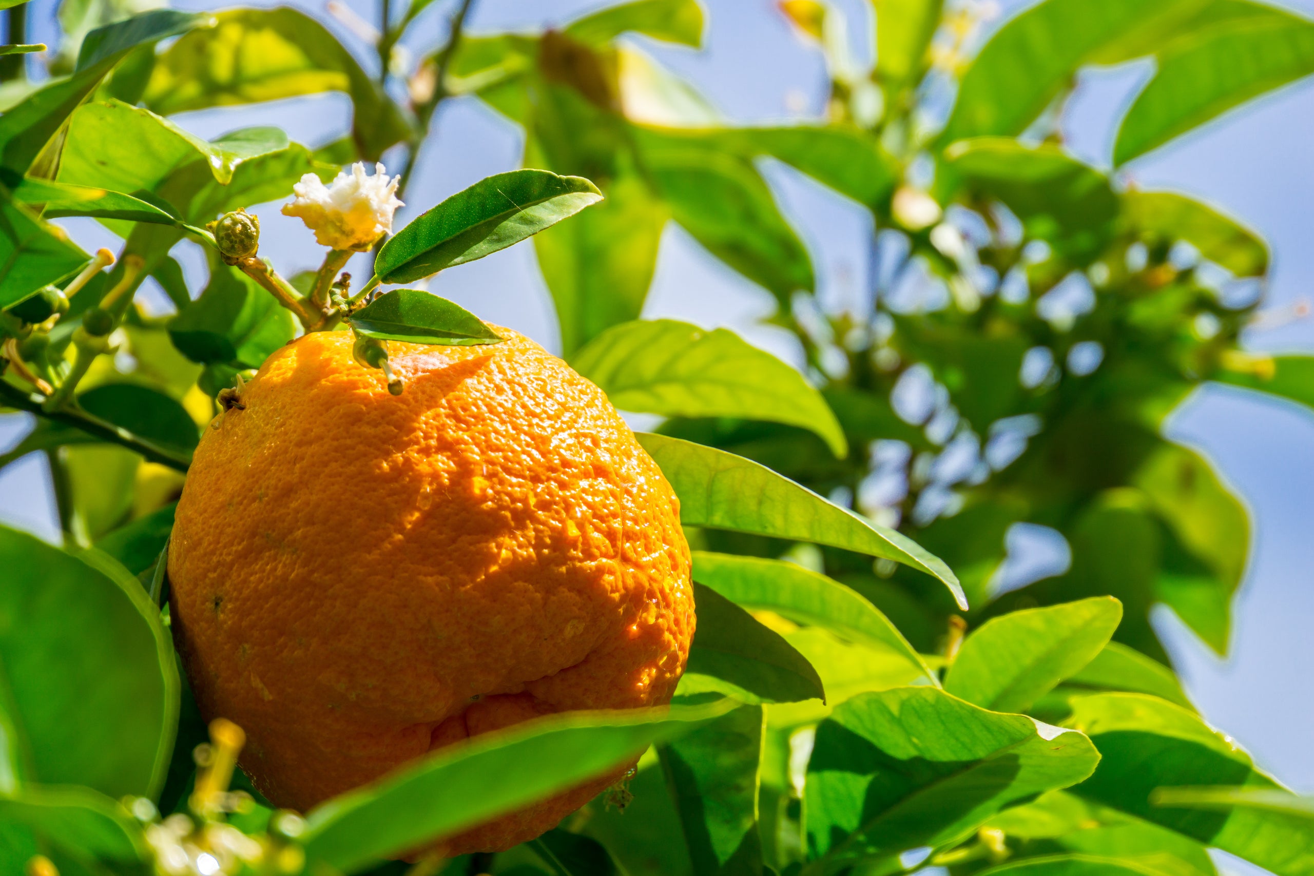 Image 68287692571002