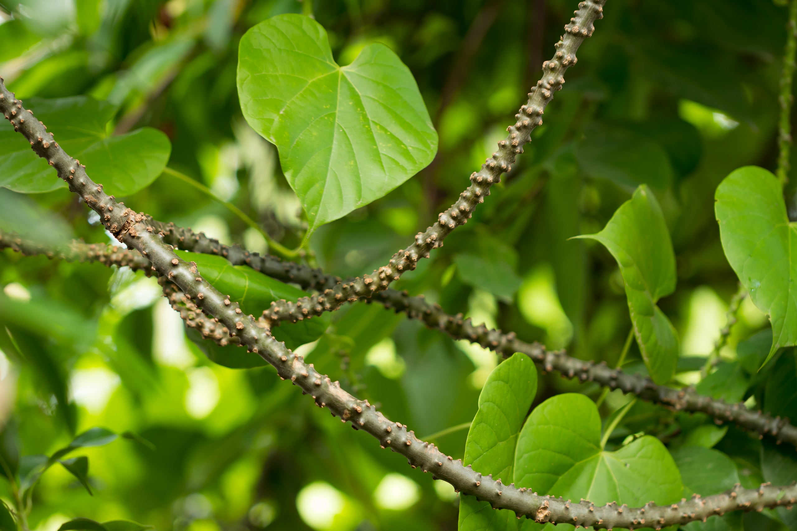 Image 68332732645754