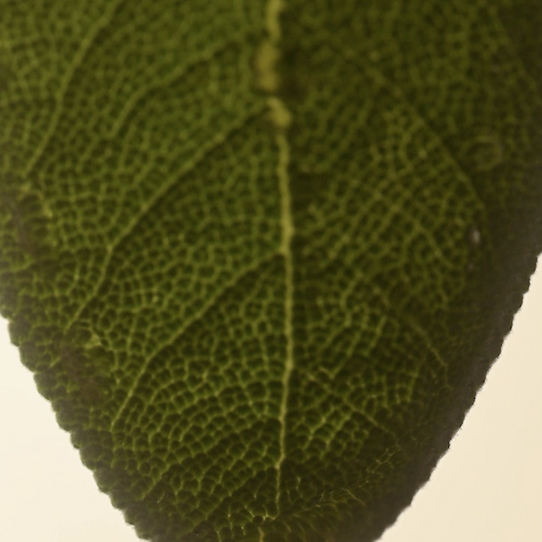 Image 68890284425594