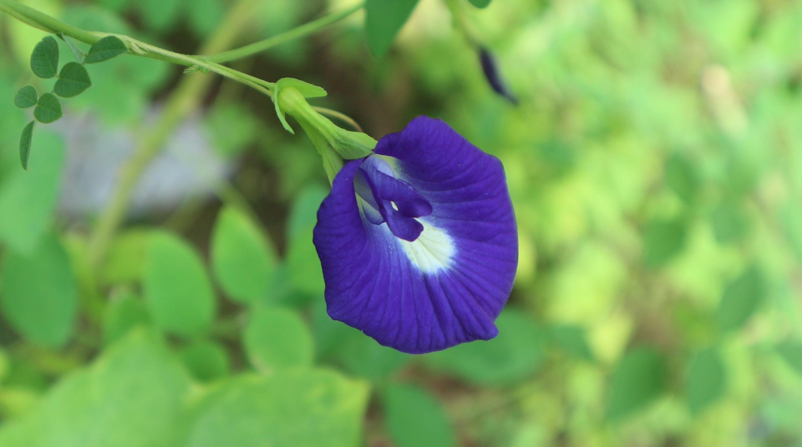 Image 68332744671610