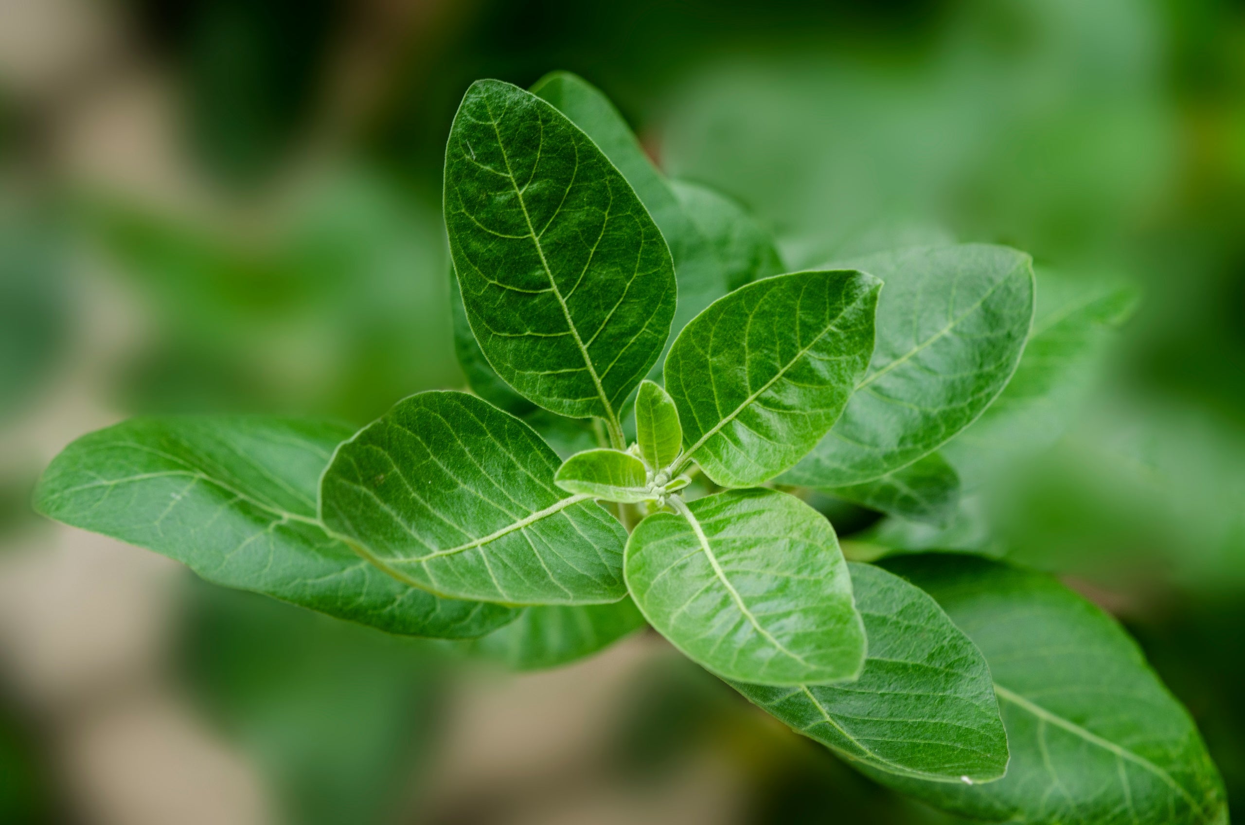 Ashwagandha Wurzel – traditionelles ayurvedisches Adaptogen für Balance und Kraft