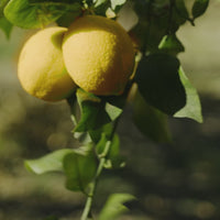 Lemon Lime Web Split Video