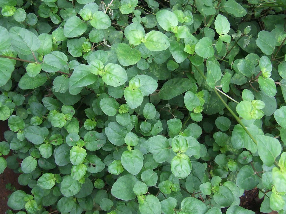 Punarnava Pflanze – ayurvedische Heilpflanze mit regenerierender Wirkung